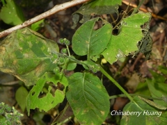 Circaea cordata