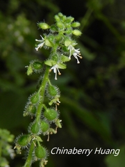 Circaea cordata