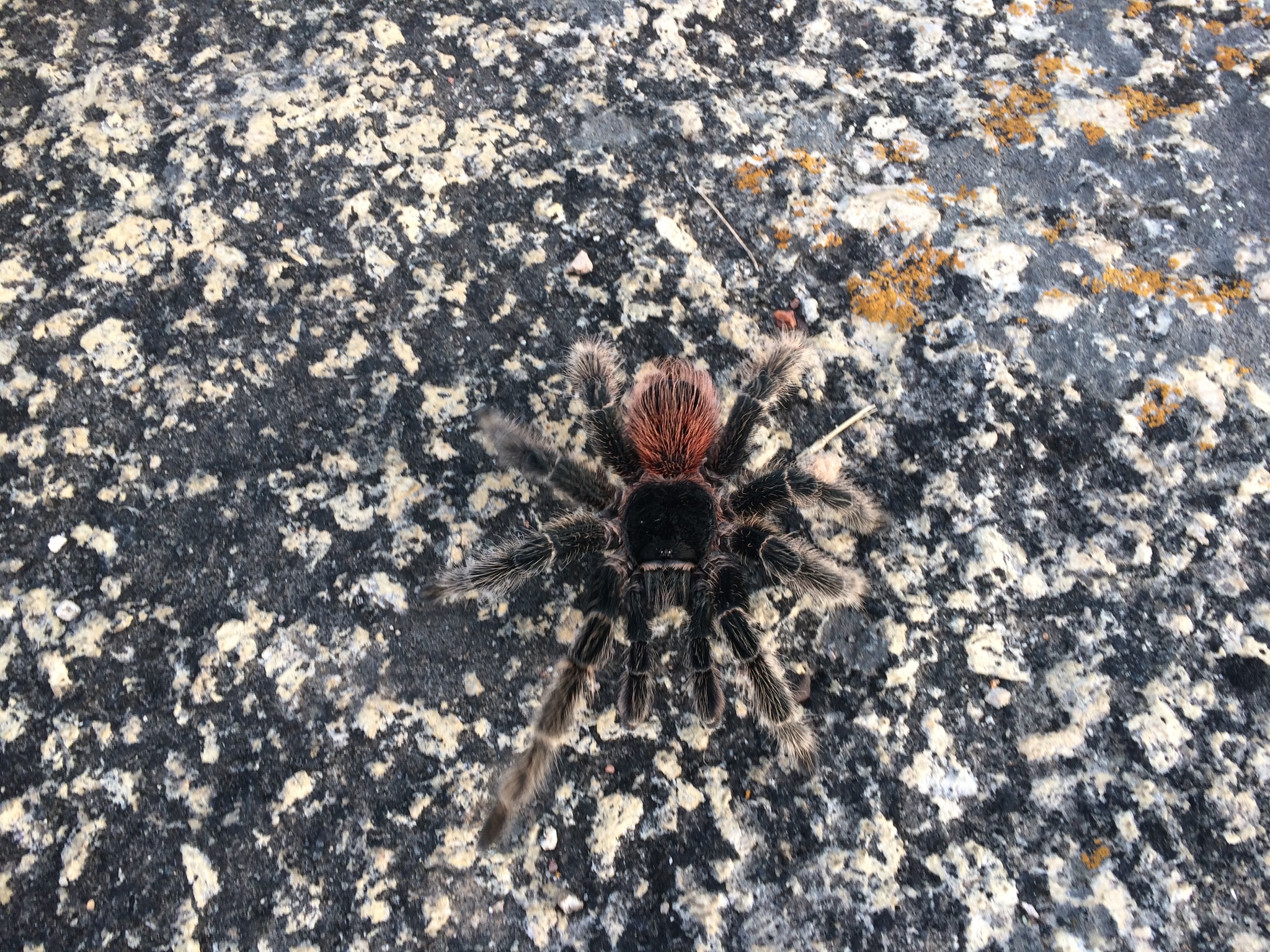 Bahia Scarlet Tarantula (Lasiodora klugi) · iNaturalist NZ