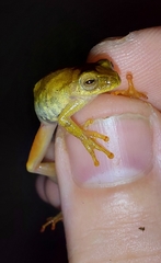 Dendropsophus minutus