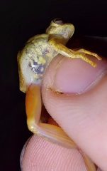 Dendropsophus minutus