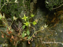 Sedum stellariifolium