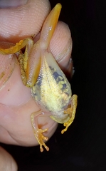 Dendropsophus minutus