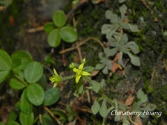 Sedum stellariifolium