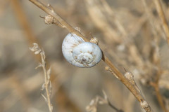 Xeropicta derbentina