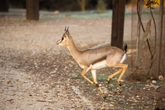 Mountain Gazelle photo 3