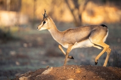 Mountain Gazelle photo 1