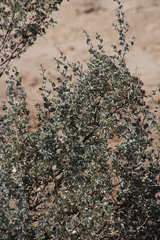 Atriplex vestita