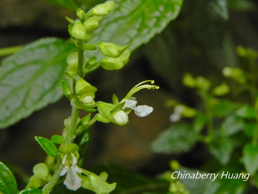 Teucrium bidentatum
