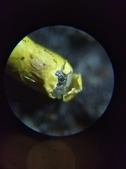 Physarum hongkongense