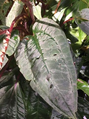 Bertolonieae