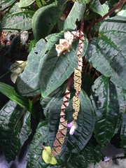 Bertolonieae