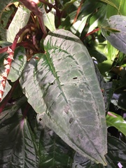 Bertolonieae
