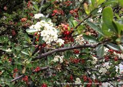 Cotoneaster multiflorus