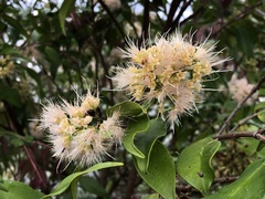 Syzygium samarangense