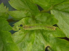 Cylindrotoma distinctissima