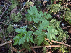 Osmorhiza purpurea