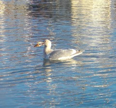 Larus argentatus × glaucescens