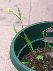 Ranunculus flammula