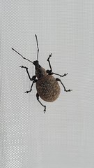 Otiorhynchus