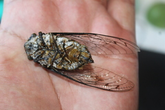Quesada gigas