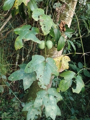Passiflora adenopoda