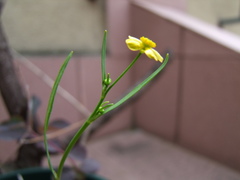Ranunculus flammula