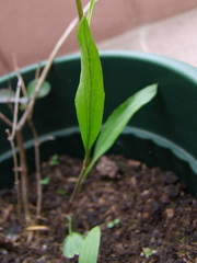 Ranunculus flammula