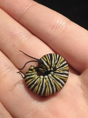 Danaus plexippus