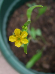 Ranunculus flammula
