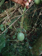 Passiflora adenopoda