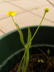 Ranunculus flammula