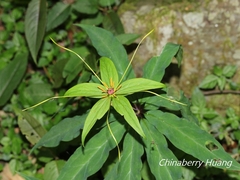 Paris polyphylla stenophylla