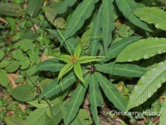 Paris polyphylla stenophylla