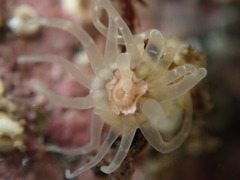 Anthopleura minima
