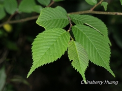 Ulmus uyematsui