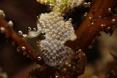 Thalamoporella