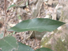 Trichocladus ellipticus