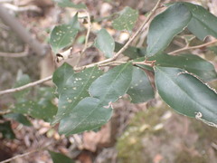 Trichocladus ellipticus