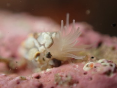 Anthopleura minima
