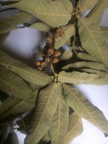 Quercus crispipilis