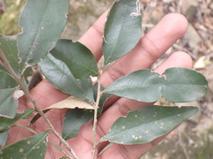 Trichocladus ellipticus