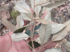Trichocladus ellipticus