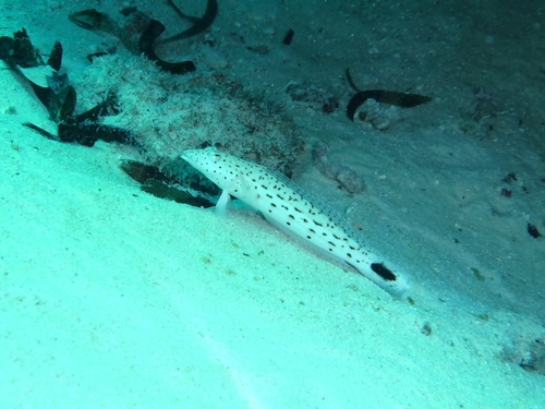 Spotted Sandperch — seen at this dive site