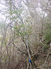 Mystroxylon aethiopicum