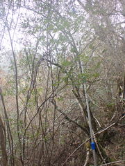 Mystroxylon aethiopicum