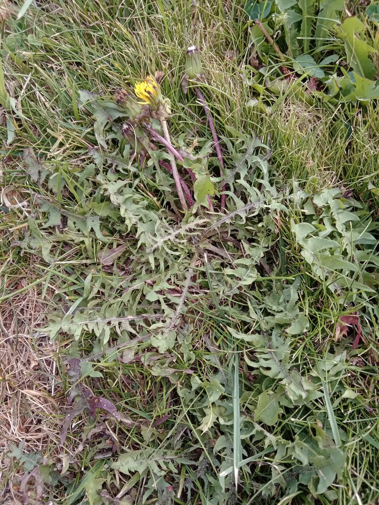 three-lobed dandelion