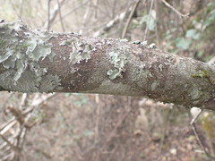 Mystroxylon aethiopicum