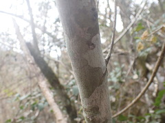 Mystroxylon aethiopicum