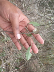 Mystroxylon aethiopicum